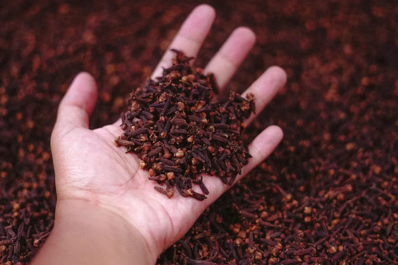 Holding a handful of whole cloves, creating an interpersonal connection with the spice.
